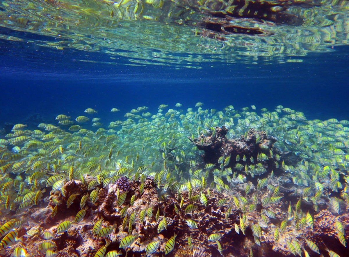 Underwater-house-reef-Soneva-Fushi-Maldives-by-Dan-Kullberg-1