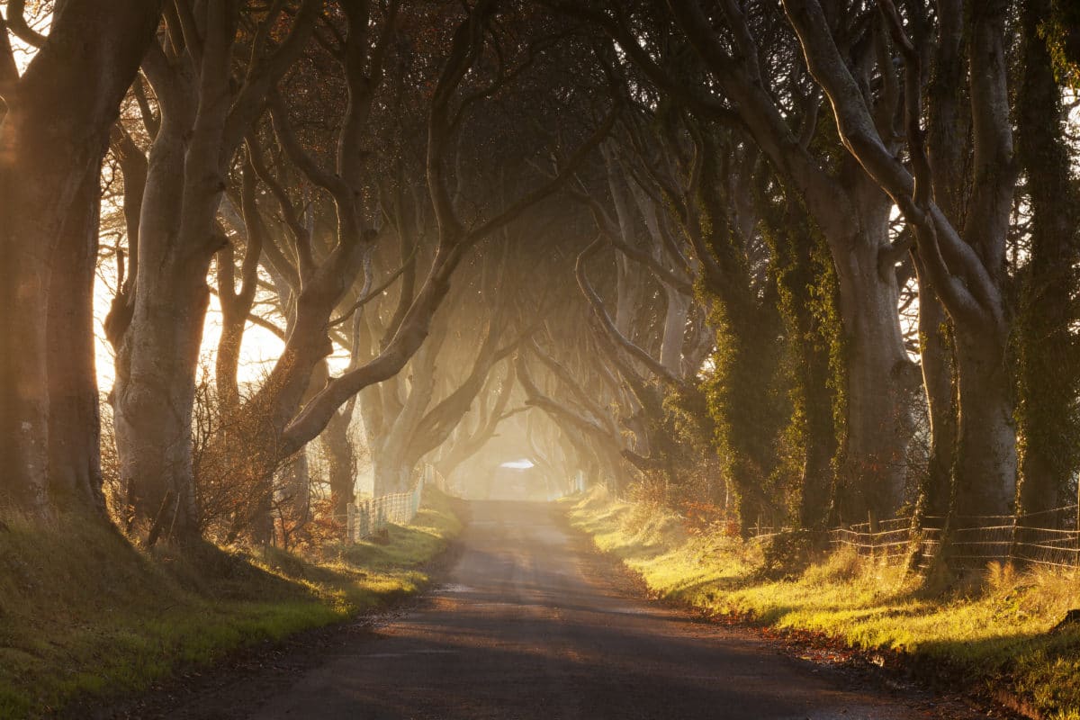 Ann-Lind-Andersen-Game-Of-Thrones - dark-hedges.jpeg