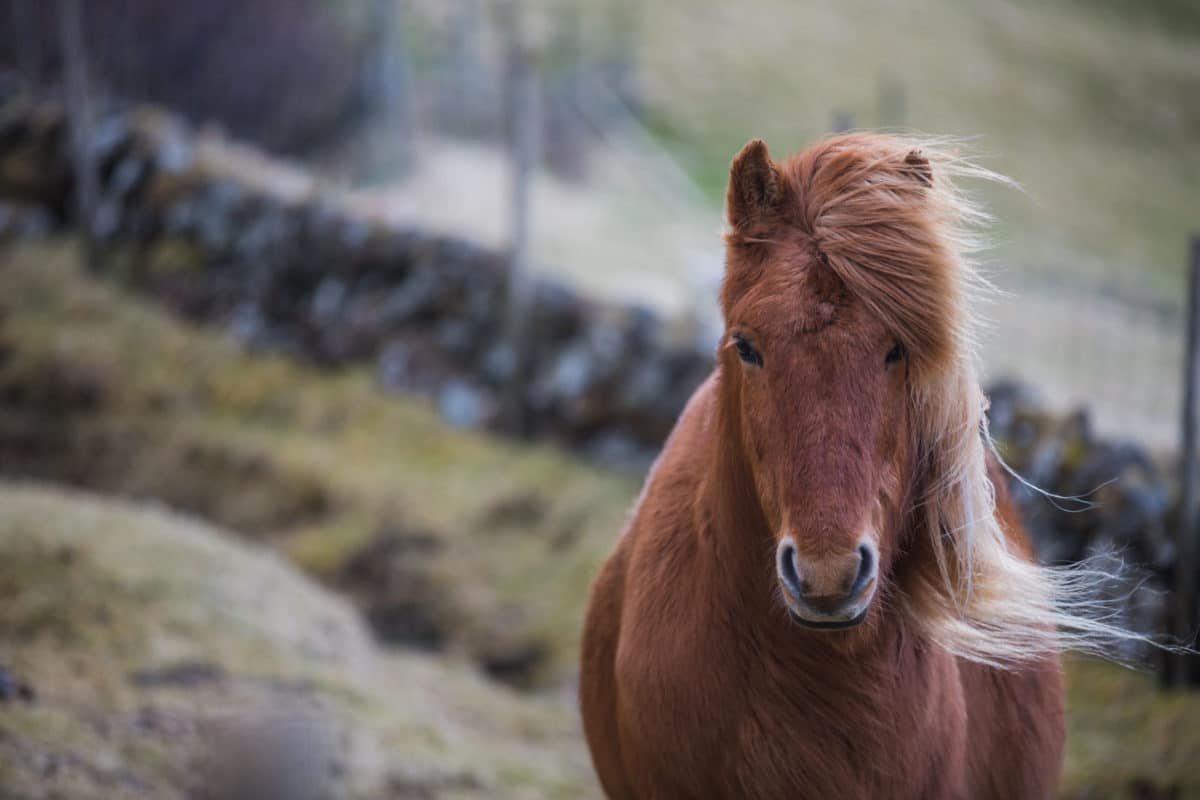 Forelsket-i-Færøerne - anhede-faroe-islands-6.jpg