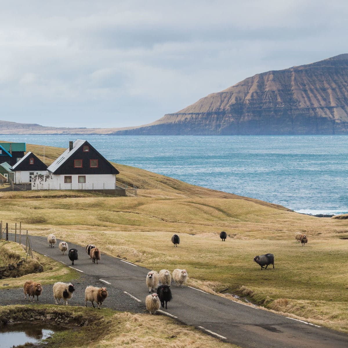 Forelsket-i-Færøerne - anhede-faroe-islands-9.jpg