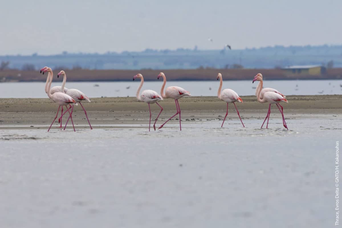 Grækenland-alternative-tourism - 19.Evros_DeltasBirds_9756_photo-H-Kakarouhas.jpg