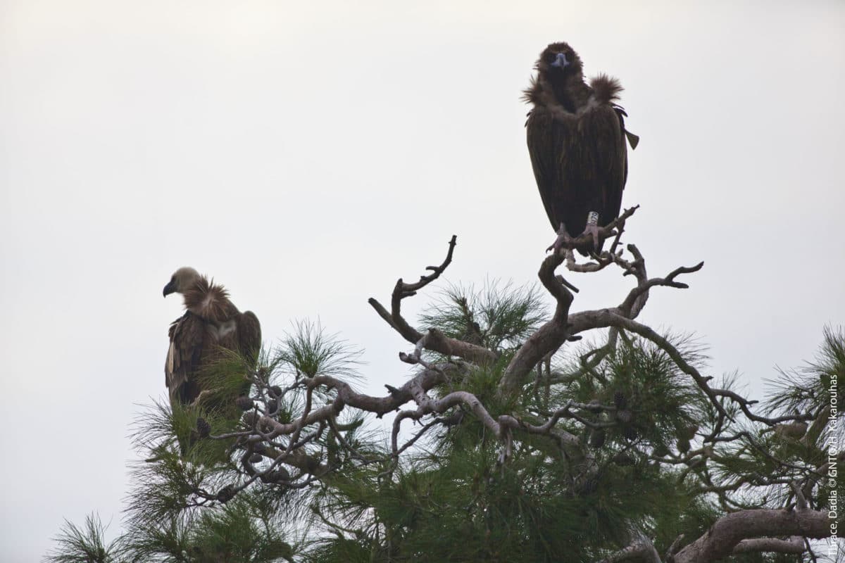 Grækenland-alternative-tourism - 20.Thrace_Dadia_birds_photo-H-Kakarouhas.jpg