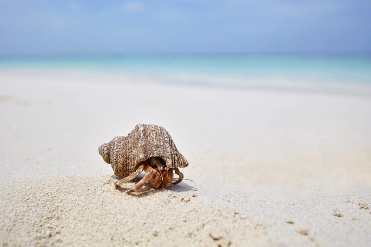 Joali,Maldiverne - JOALI-Beach-Hermit-Crab.jpg