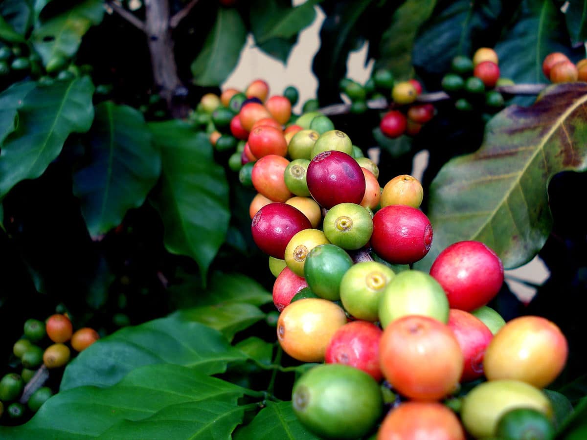 Rohan-Marley-guld-ø-Jamiaca - Jamaica-coffee.jpg