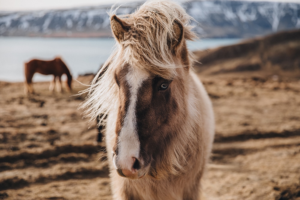 Uffe-Holm-Island-naturoplevelser